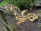 My female 50% Kalatoa Tiger reticulated python : r/retics