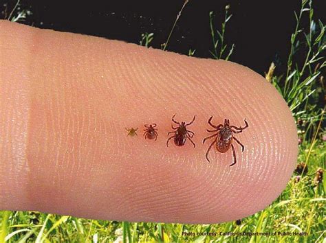 An Update On Ticks In Nh The Latest In Tick Borne Diseases New