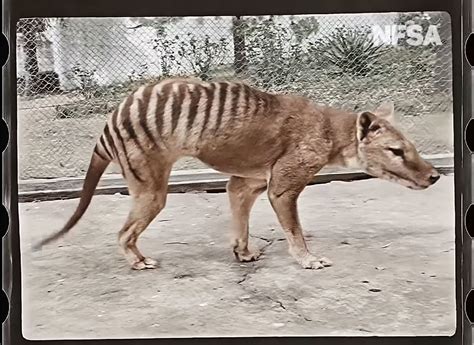 Last Tasmanian Tiger Seen In Newly Colorized 1933 Footage Petapixel