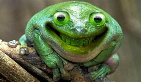Creepy Toad Smiling Animals Happy Animals Cute Animal Pictures