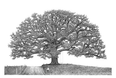Pin By Sonora Stearns On Art Oak Tree Drawings Live Oak Tree Tattoo