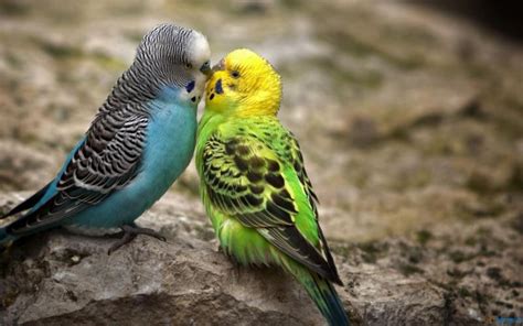 Hd Kissing Parakeets Wallpaper Download Free 120758