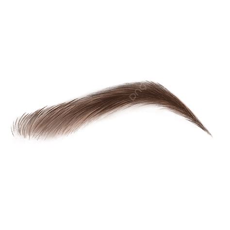 Eyebrows Png Picture Eyebrow Realistic Brown Eyebrow Realistic Style