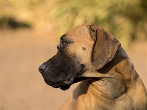 130 Amazing Names For Boerboels Our Top Interesting And Fun Options