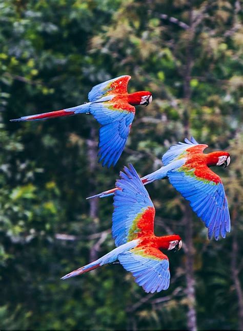 Scarlet Macaws Amazon Rainforest Animals Rainforest Birds Amazon