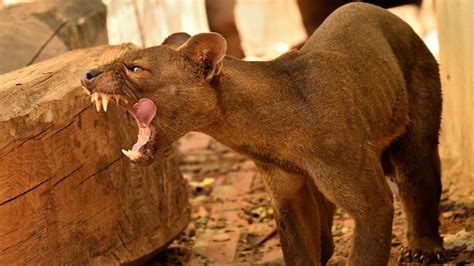 Fossa A Relative Of The Mongoose Youtube