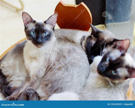 Portrait Of Siamese Cat Sitting In Its Nest With Other Two Cats Lying