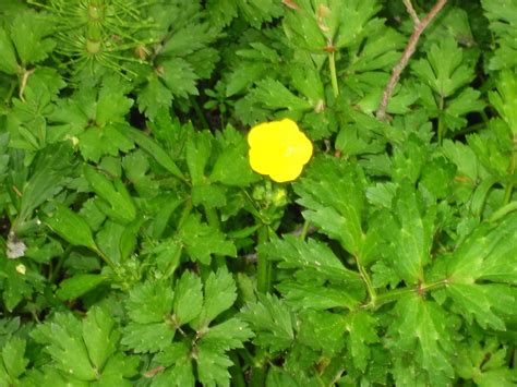 Weeds are plants whose virtues are yet to be uncovered. Somediffrent: BUTTERCUP FLOWER