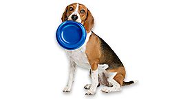 New puppies can't regulate their body temperatures and must be protected from drafts, cautions the american kennel club (akc). Puppy Care Center: New Puppies 101 Guide | PetSmart