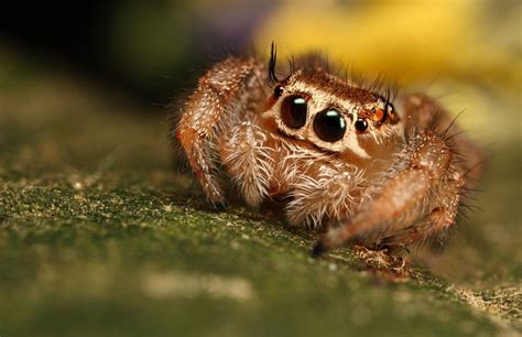 The Worlds Cutest Spiders Pinkbananamilk Beautiful Creatures