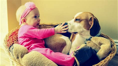 Our Baby Learning How To Love From The Dog Cute Beagle Compilation