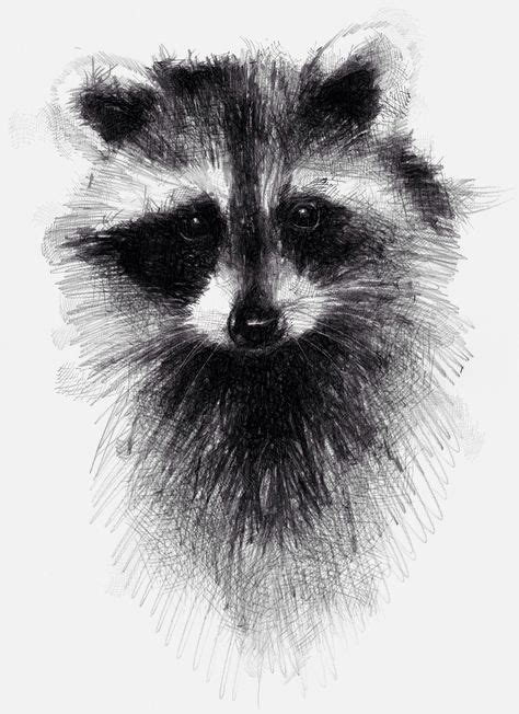 Raccoon And 365 Seanbriggs Animal Drawings Raccoon Drawing