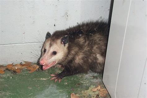 All About Opossums Opossum Friends