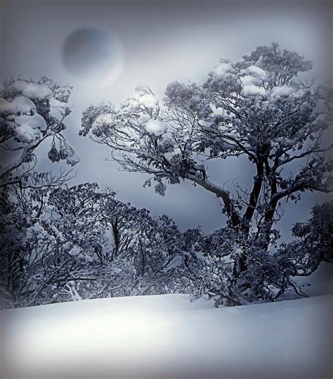 Free Images Tree Nature Forest Branch Cold Cloud Black And