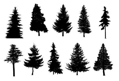 Download high quality pine tree clip art from our collection of 65,000,000 clip art graphics. 10 Pine Tree Silhouette (PNG Transparent) | OnlyGFX.com