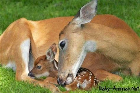 Mother Deer And Baby Deer Baby Animals Animals Beautiful Baby Deer