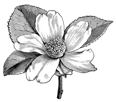 Camellia Oleifera Flower Free Vintage Clip Art Clip Art Vintage