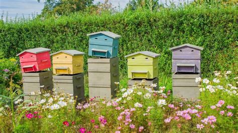 Several Beehives Are Lined Up Next To Each Other In The Grass And Flowers
