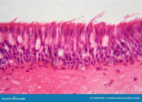 Ciliated Epithelium Under The Microscope Stock Photo Image Of