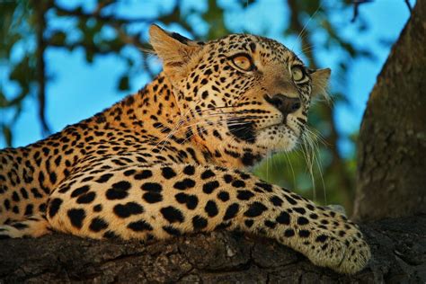 Wildlife Photos: Leopard Eyes