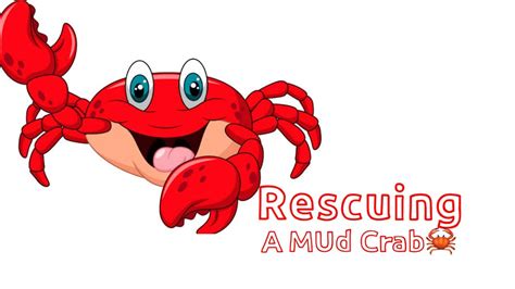 Keeping Mud Crab Bought From Supermarket As A Pet Youtube