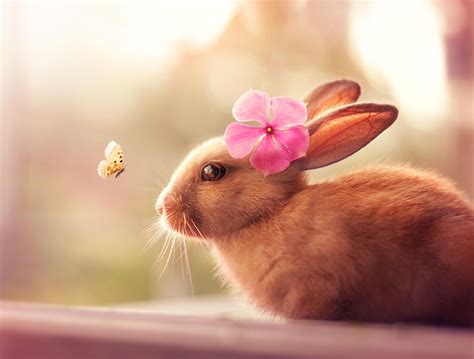 Welcome Spring By Ashraful Arefin On 500px Wildlife Happy Easter