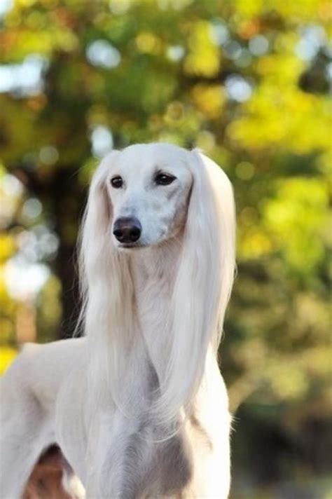 45 Cute Pictures Of Saluki Dog With Puppies Clicks That Will Make You