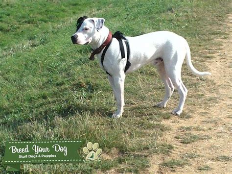 But many people are surprised to discover that this dotty dog's spots can be black or brown. Stud Dog - White and Black spots Satffrador - Breed Your Dog