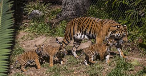 Endangered Sumatran Tiger Cubs Debut Zoonooz