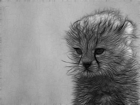 Рисунки карандашом для срисовки животных картинки и