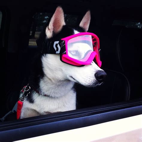 A Dog Wearing Goggles In The Back Seat Of A Car