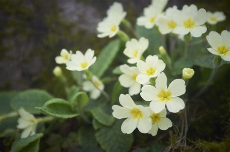Category Wildflowers Of Ireland Primroses Wildedges