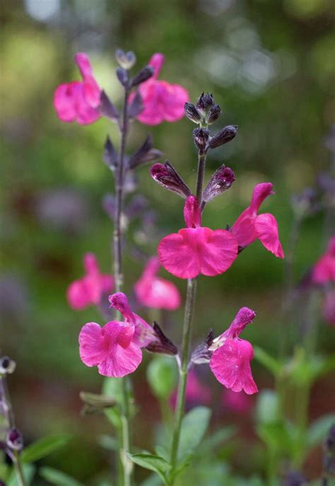 Gardener Can T Turn Her Back On Colorful Salvias