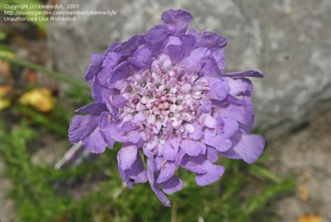 Supposed To Be Easy To Grow From Seed Pincushion Flower Scabiosa