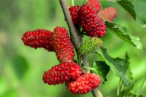 How To Grow And Care For Mulberry Tree
