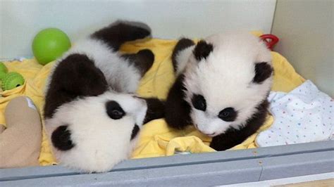 Atlanta Zoo Has Ceremony To Reveal Names Of Twin Panda Cubs Atlanta