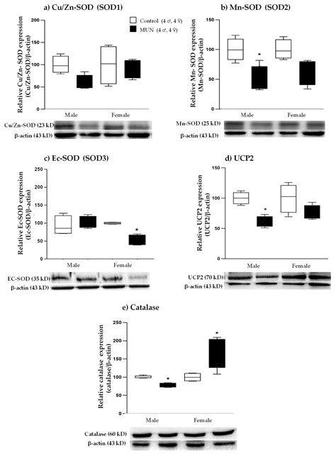 Ijms Free Full Text Sex Differences In Placental Protein Expression And Efficiency In A Rat