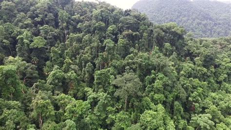 Aerial Video Above Tropical Forest Stock Footage Video 100 Royalty
