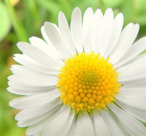 A Close Up Shot Of A Daisy At The Royal Botanic Gardens Daisy S Are