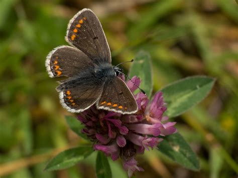 Brown Argus Haymoor Dorset Butterflies