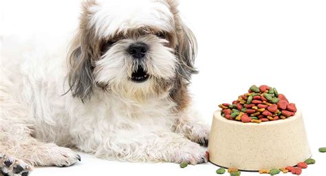 Mar 29, 2021 · zooming in on the first 12 months of your shih tzu's life, these are the puppy phases of shih tzu puppies: Best Dog Food For Shih Tzu Puppies, Adults, And Senior Dogs