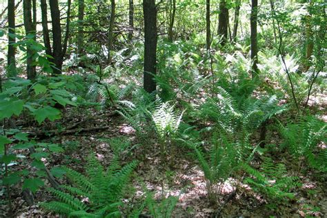 Rockhound Place Wordless Wednesday Prehistoric Forest