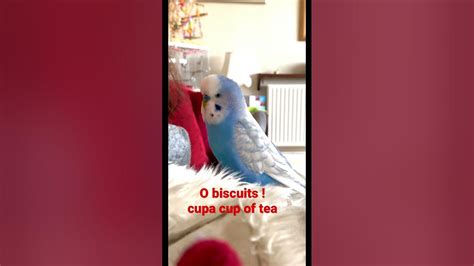 Cute Budgie Talking With Owner Shorts Youtube