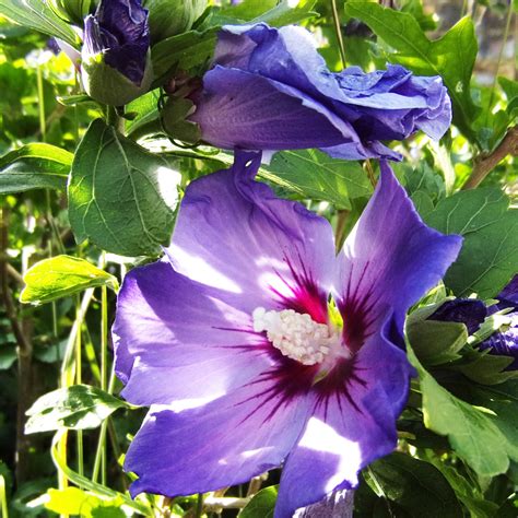Blue Angel Hardy Hibiscus For Sale Online The Tree Center