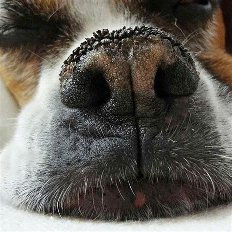 Dog Nose Hyperkeratosis