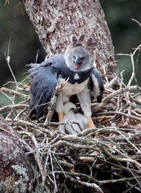 Harpy Eagle Guarding Her Nest The Harpy Eagle Harpia Harpyja Is The