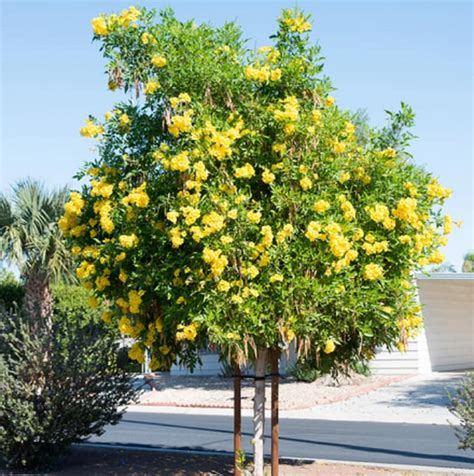 Tecoma Stans Plant Seed Yellow Trumpetbush Yellow Bells Etsy