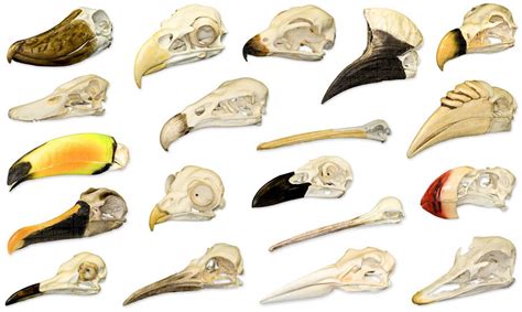 Osteology Museum Bird Skulls I Quiz By Kfastic