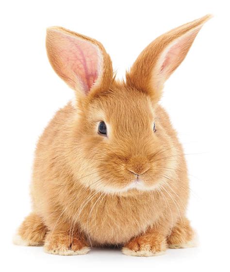 Rabbit Pictures Images And Stock Photos Istock