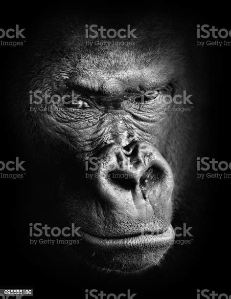 Black And White High Contrast Animal Portrait Of A Pensive Gorilla Face